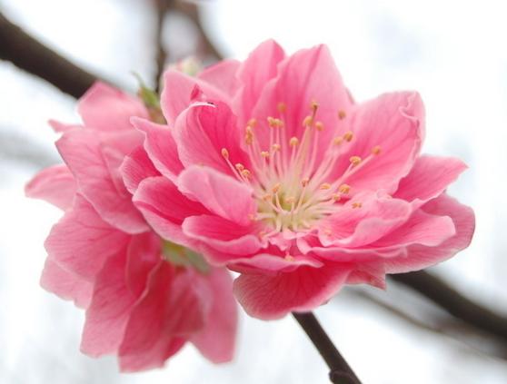 春节为什么要买桃花 桃花有什么象征意义